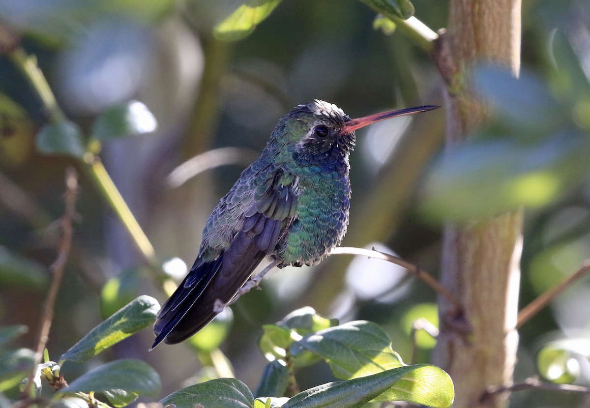 Broad-billed Hummingbird - ML83617021