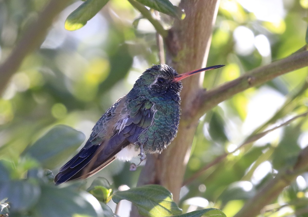 Broad-billed Hummingbird - ML83617041