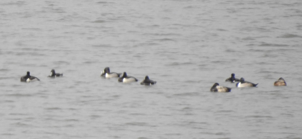 Ring-necked Duck - ML83617641