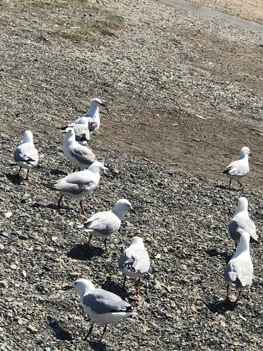 Silver Gull (Red-billed) - John Caballes