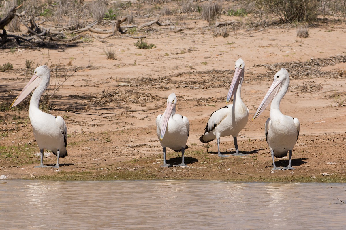 pelikán australský - ML83617951