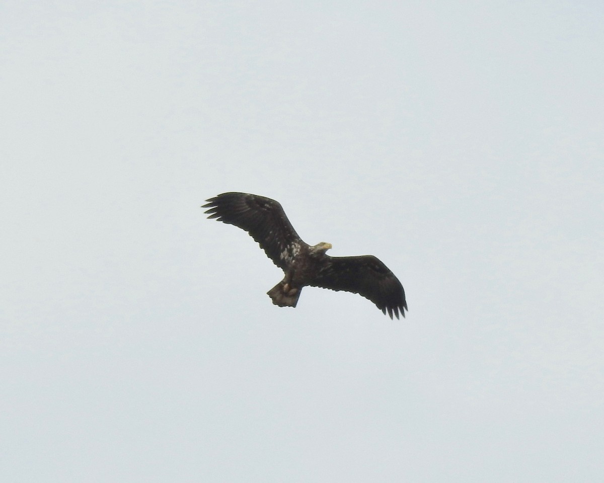 Bald Eagle - ML83618321