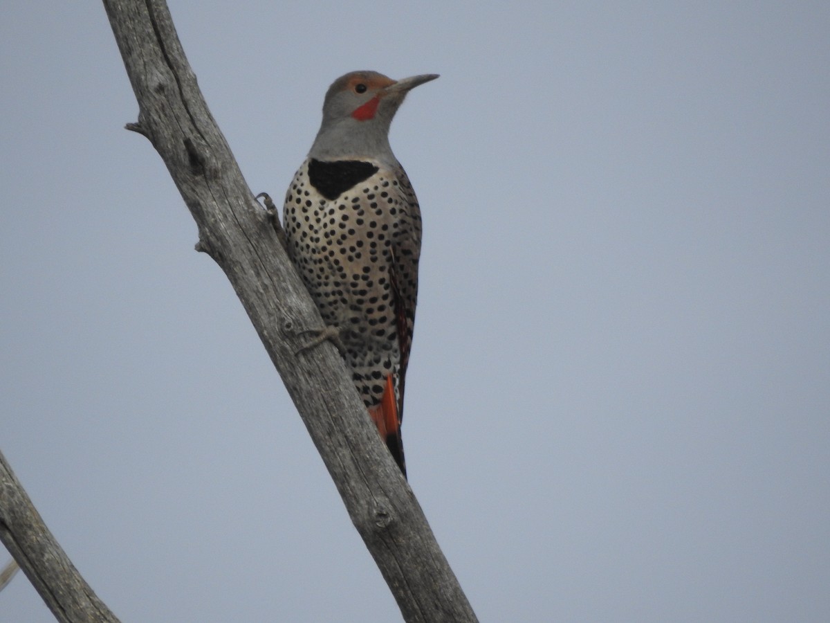 Northern Flicker (Red-shafted) - ML83618661