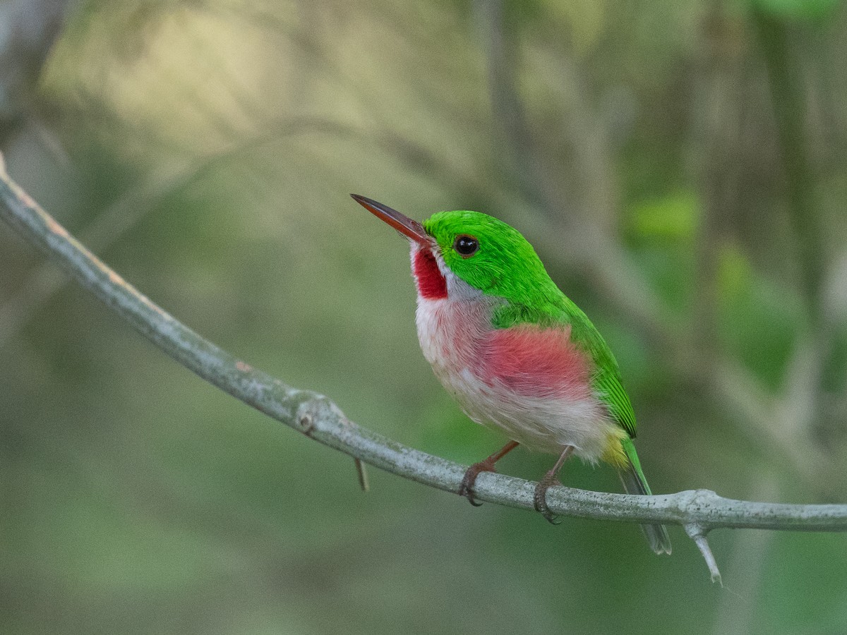 Broad-billed Tody - Simon Best