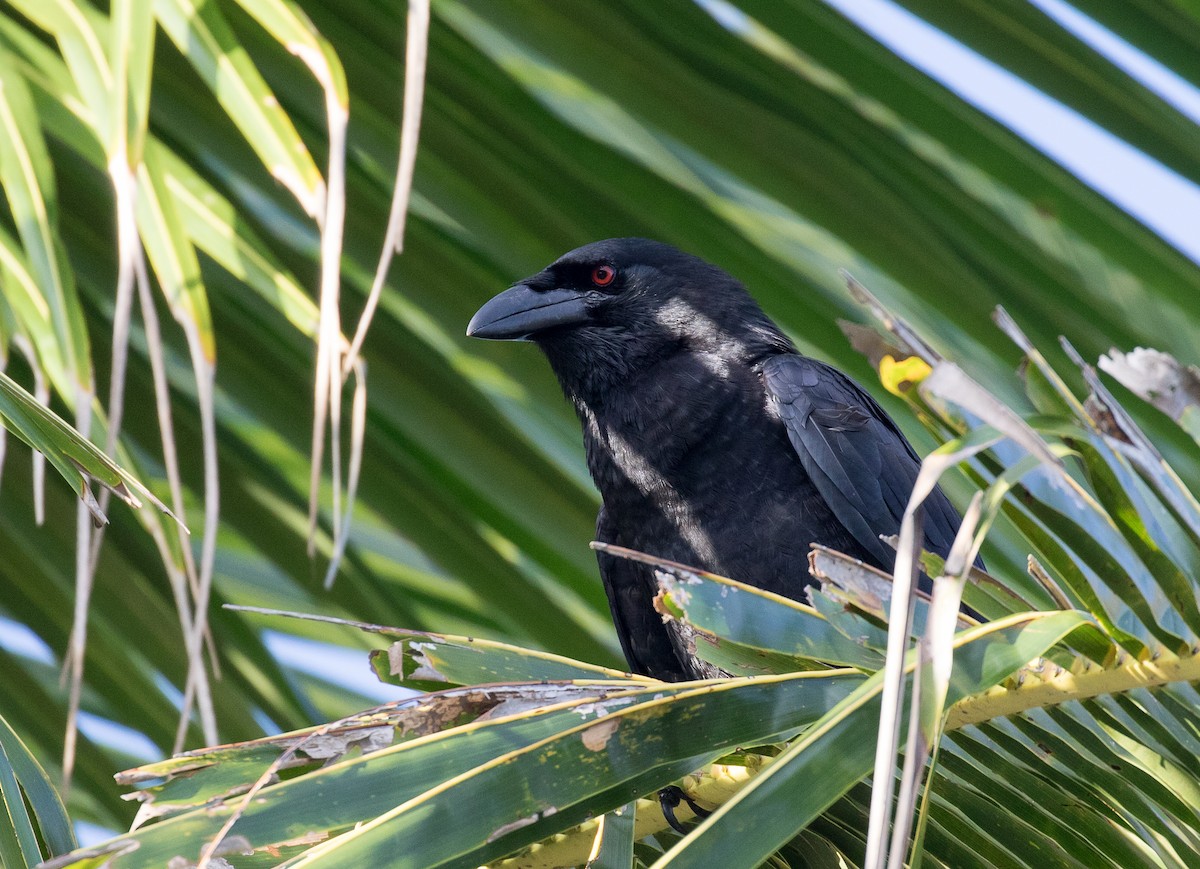 White-necked Crow - Simon Best