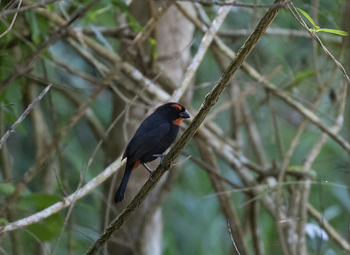 Greater Antillean Bullfinch - ML83620261