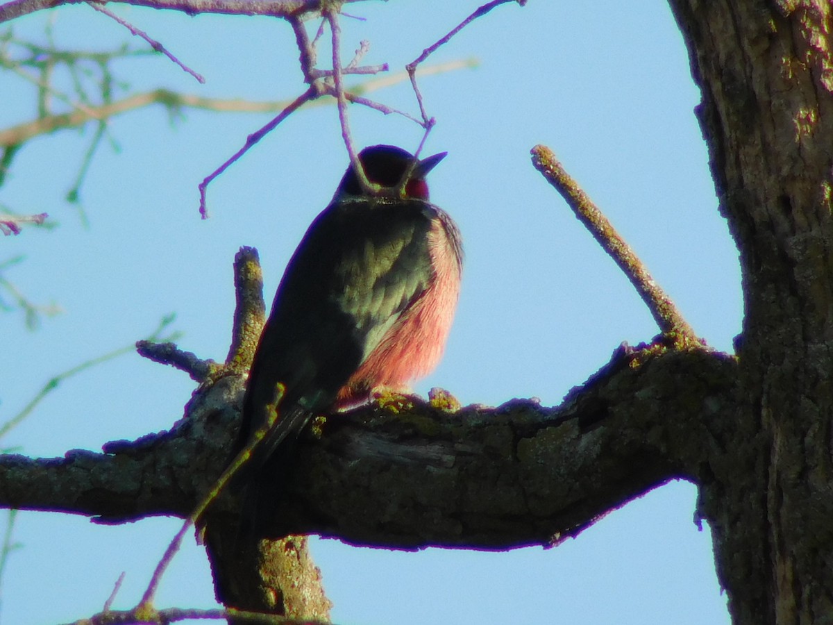 Lewis's Woodpecker - ML83622051