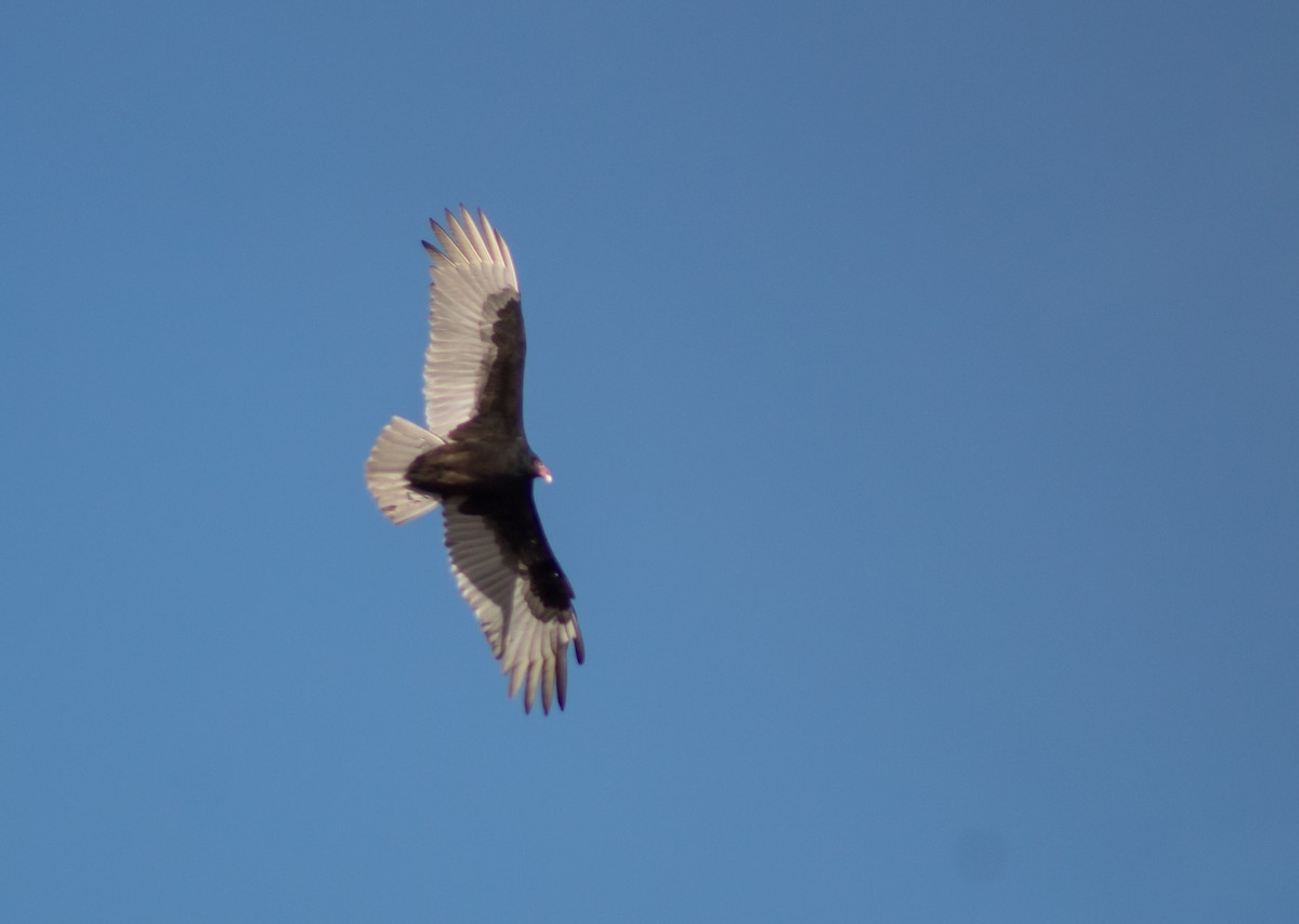 Turkey Vulture - ML83622721