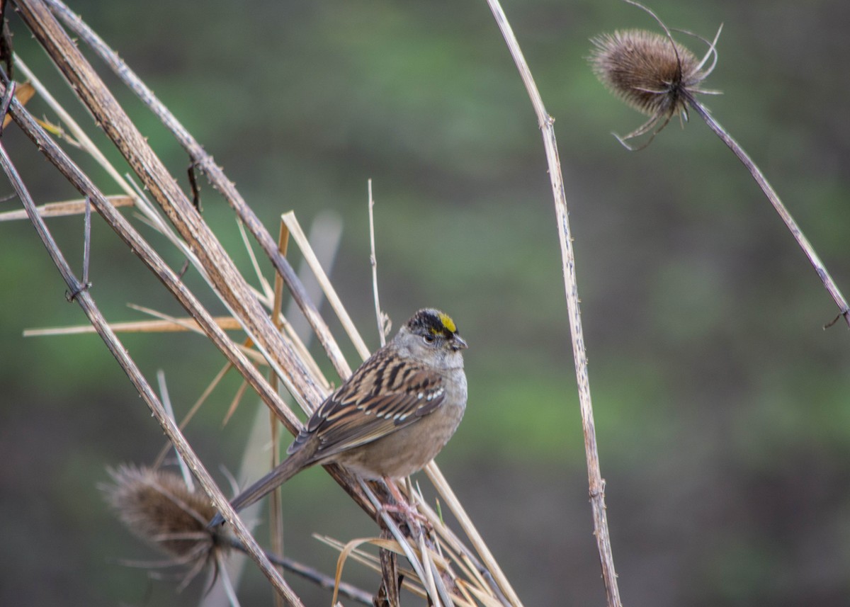 Golden-crowned Sparrow - ML83624351