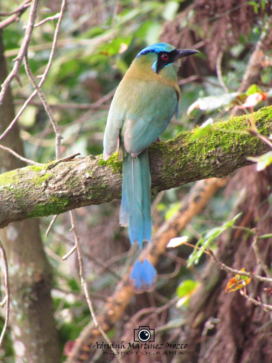 Blue-capped Motmot - ML83625121