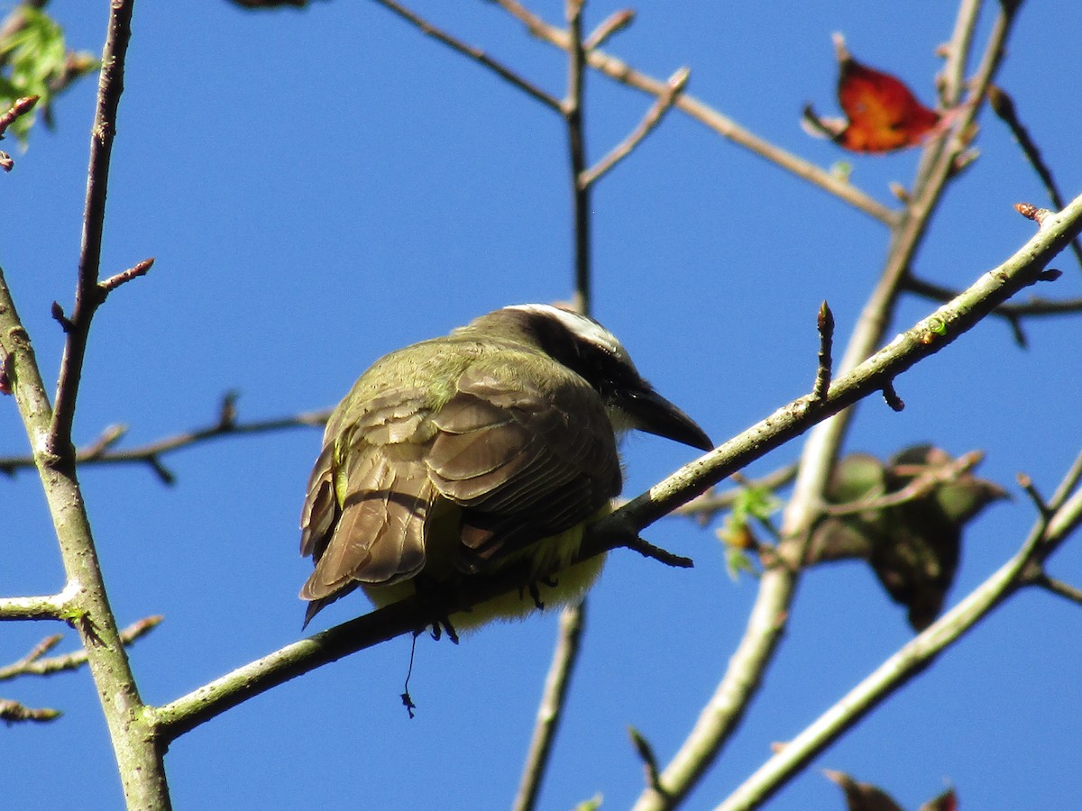 Boat-billed Flycatcher - ML83625131