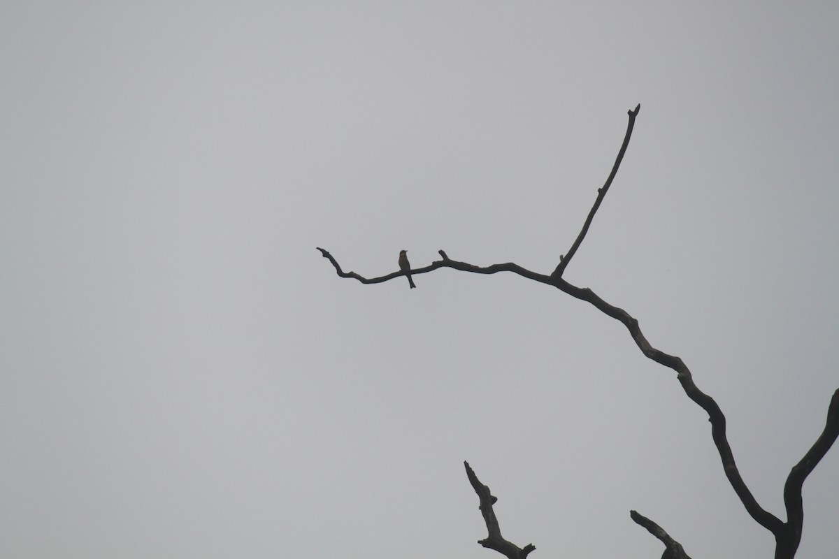Chestnut-headed Bee-eater - ML83625521