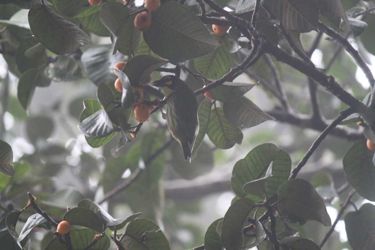 Coppersmith Barbet - ML83625891