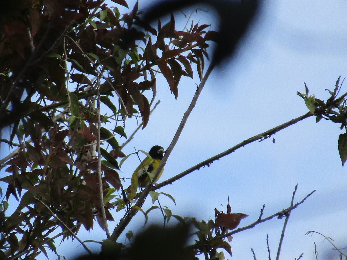 Hooded Grosbeak - ML83625931