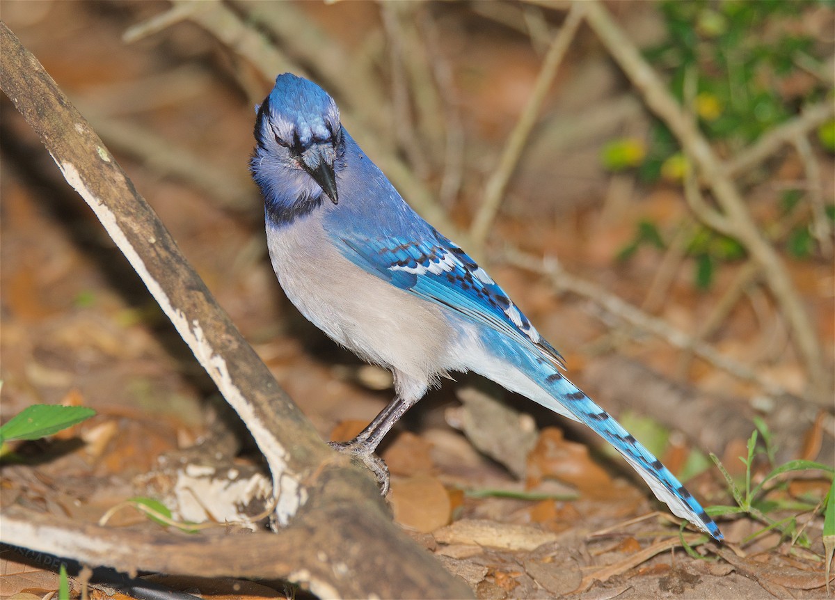 Blue Jay - Harlan Stewart