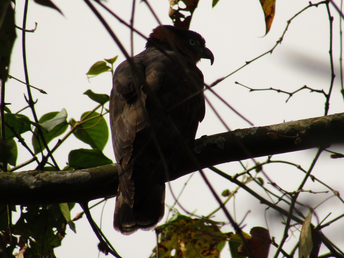 Hook-billed Kite - ML83626381