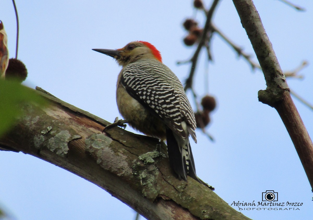 Carpintero Frentidorado (grupo santacruzi) - ML83626441