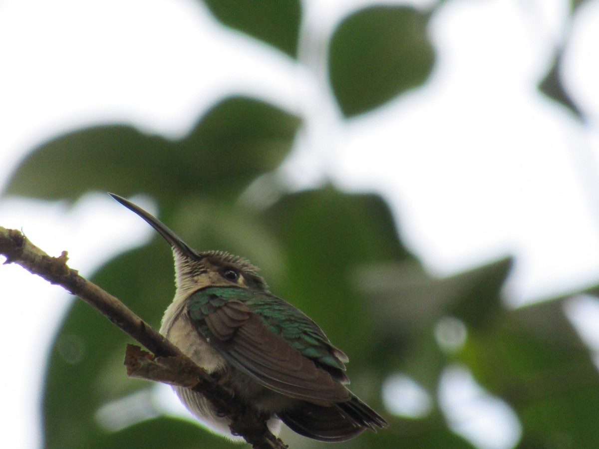 Colibrí Ruiseñor (curvipennis) - ML83626611