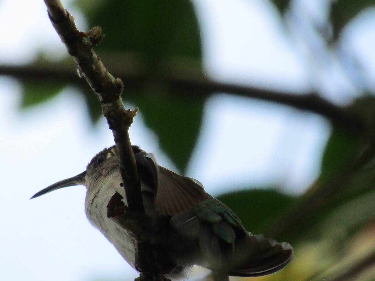 Колібрі-шаблекрил юкатанський (підвид curvipennis) - ML83626631