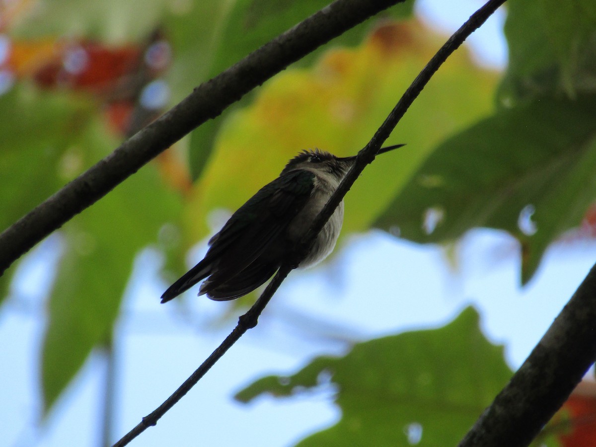 kolibřík klínoocasý (ssp. curvipennis) - ML83626681