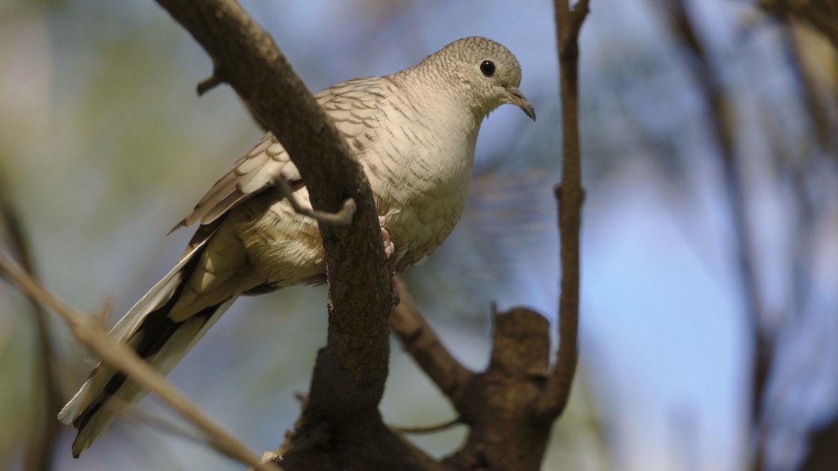Inca Dove - Mark Scheel