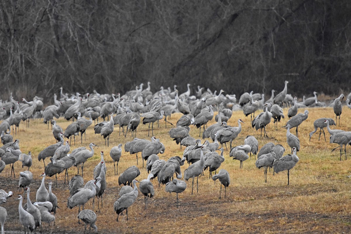 Sandhill Crane - ML83628211