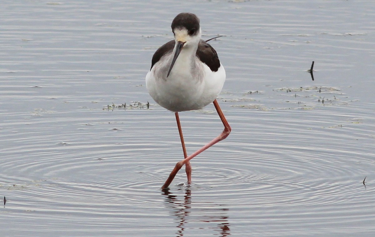 Black-winged Stilt - ML83628891