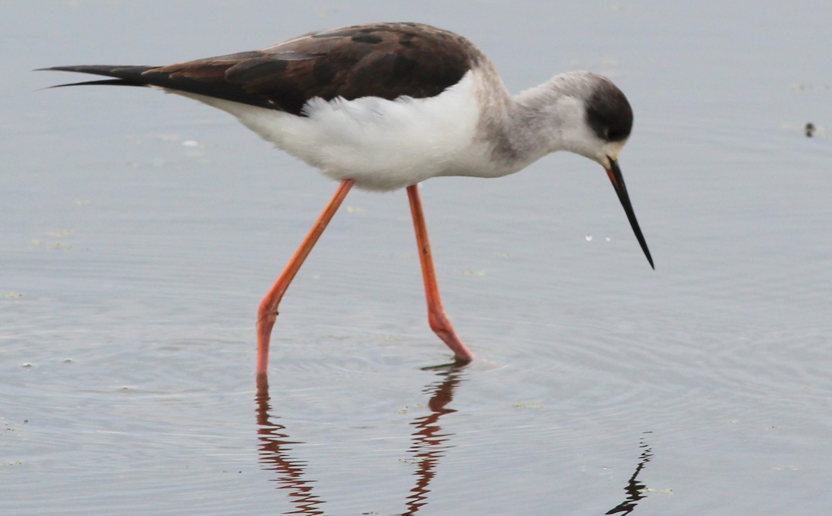 Black-winged Stilt - ML83628901