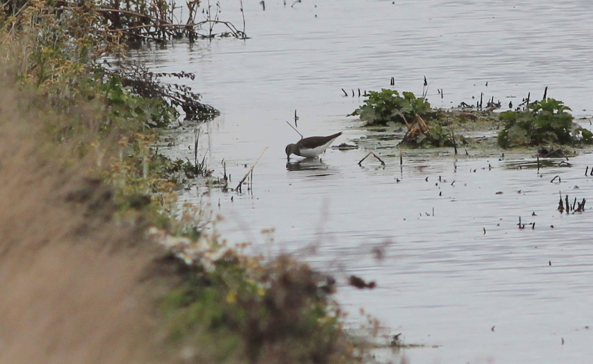 Green Sandpiper - ML83629041