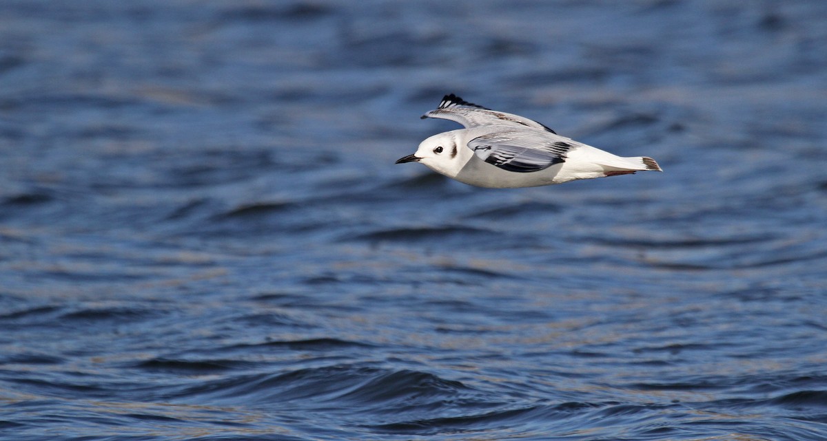 Bonaparte's Gull - ML83629161