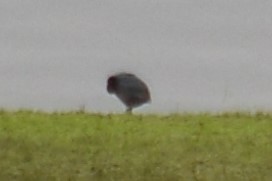 Slate-colored Coot - Brandon Nooner