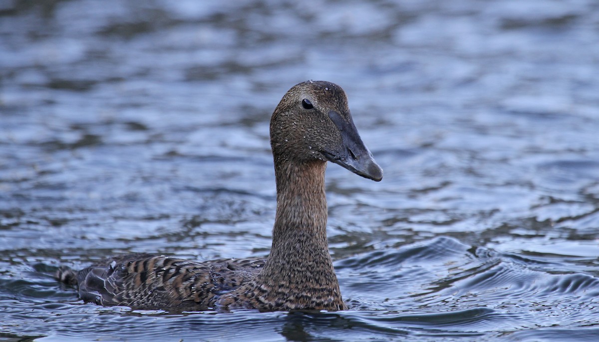 Common Eider - ML83630051