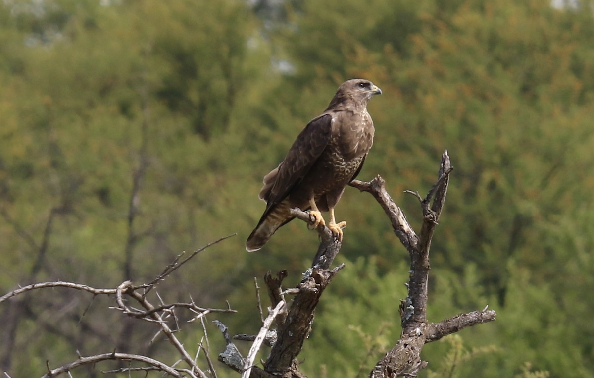 Common Buzzard - ML83630841