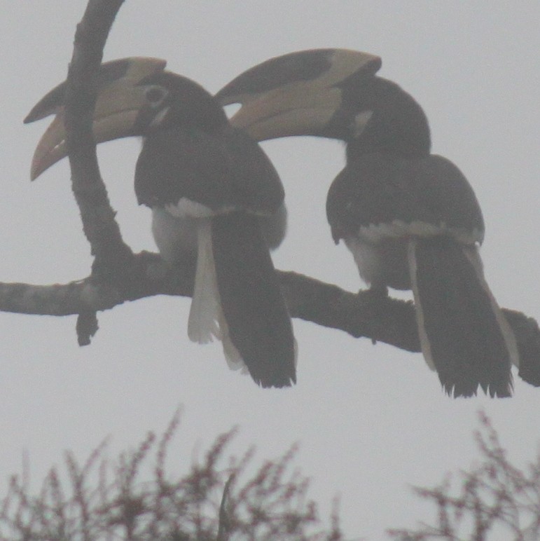 Malabar Pied-Hornbill - ML83631061