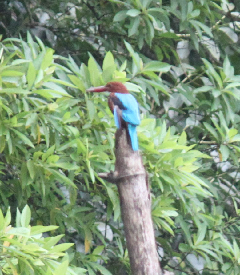White-throated Kingfisher - ML83631091