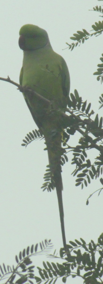 Rose-ringed Parakeet - ML83631121