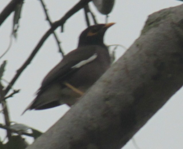 Common Myna - ML83631241
