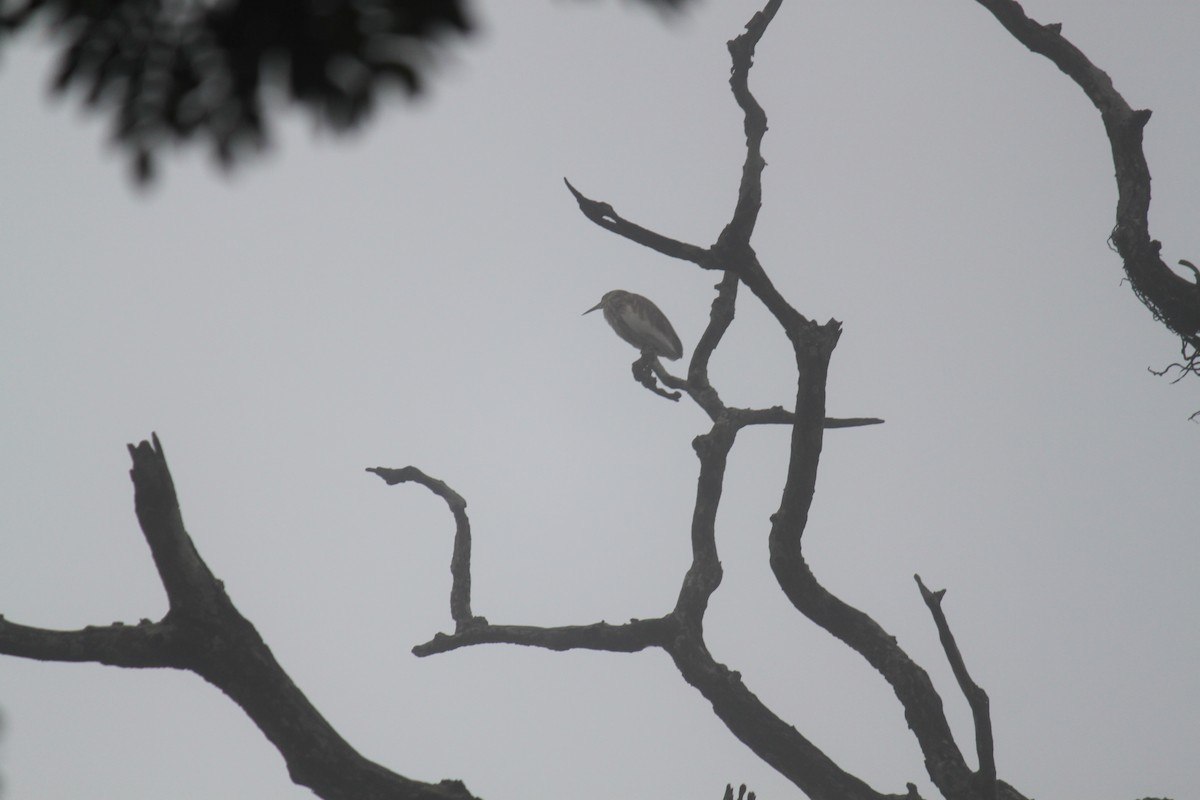 Indian Pond-Heron - ML83631761