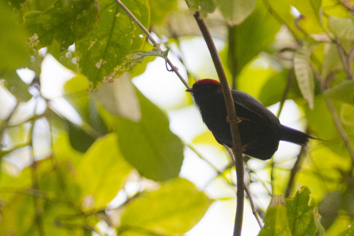 Lance-tailed Manakin - ML83632431