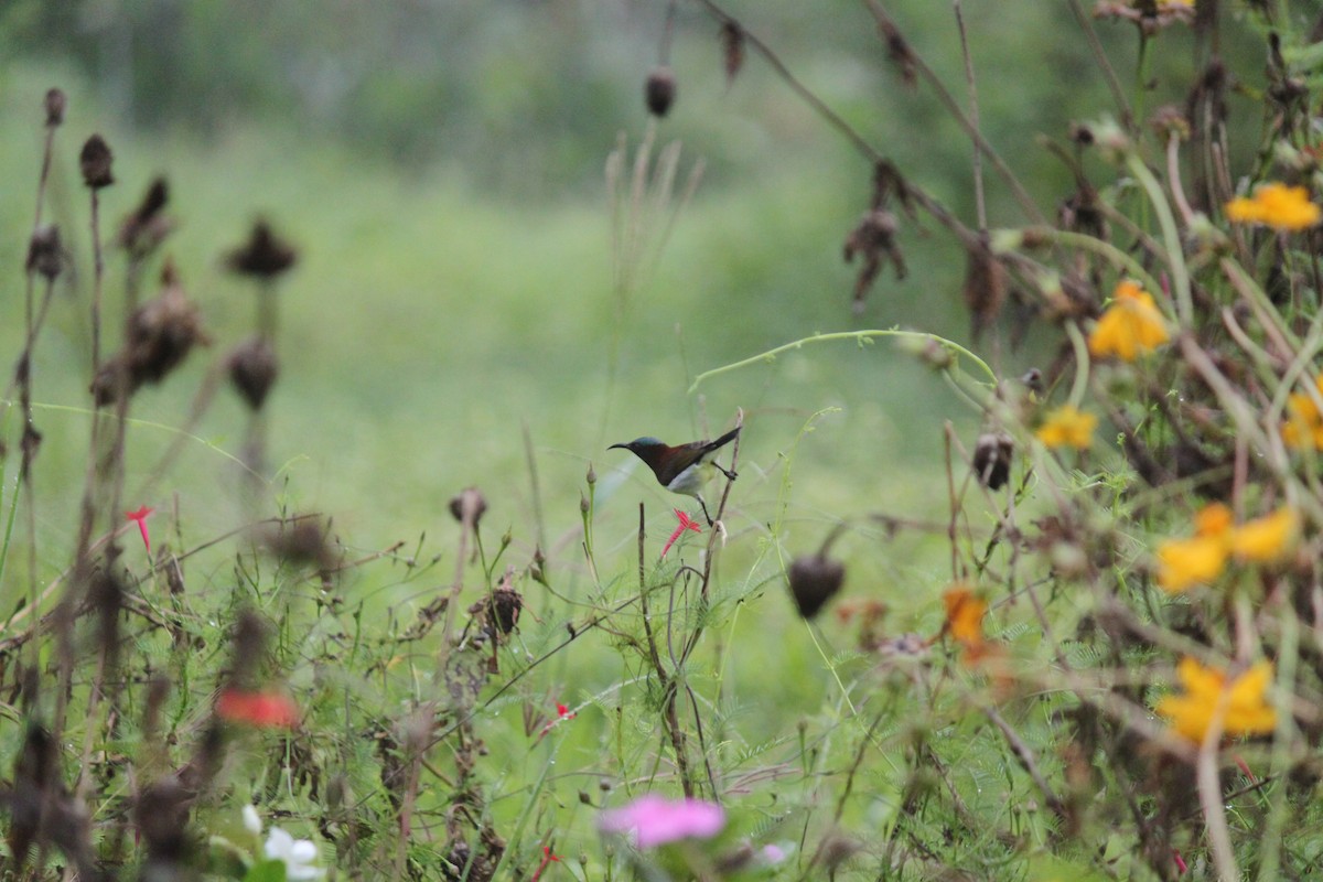 Purple-rumped Sunbird - ML83632981