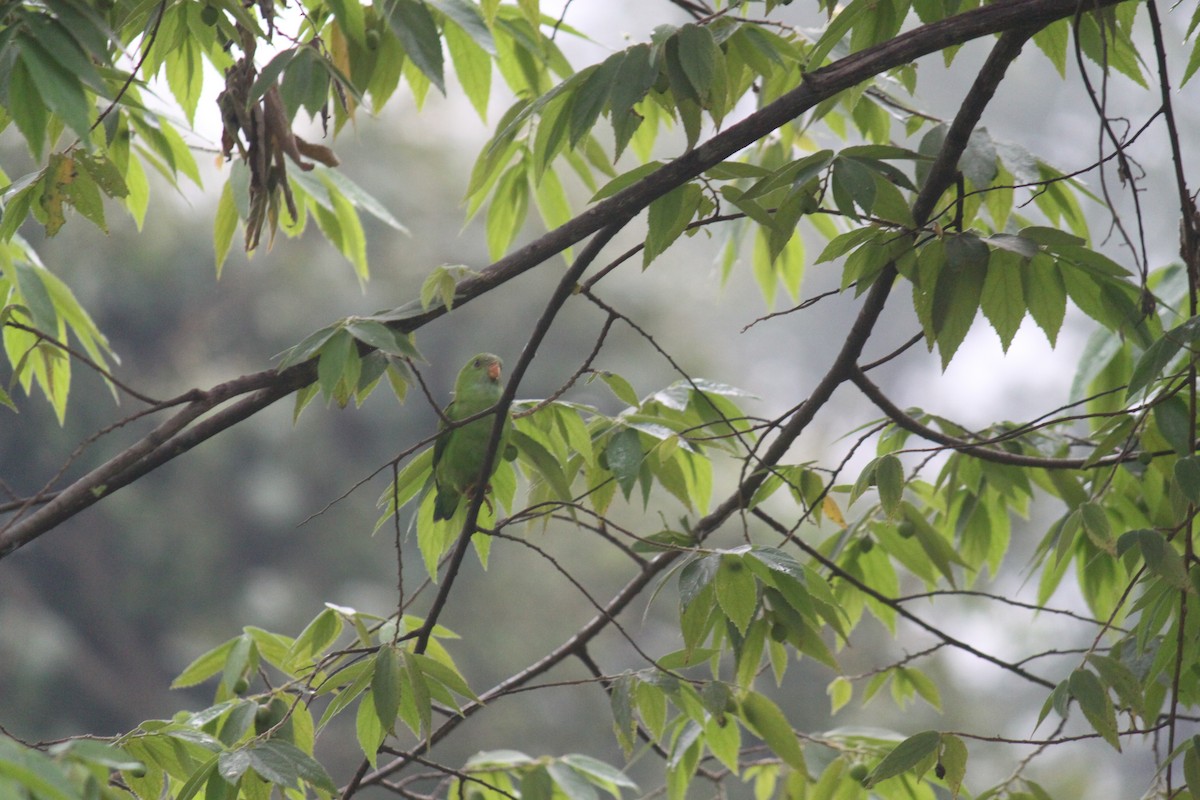 Vernal Hanging-Parrot - ML83633081