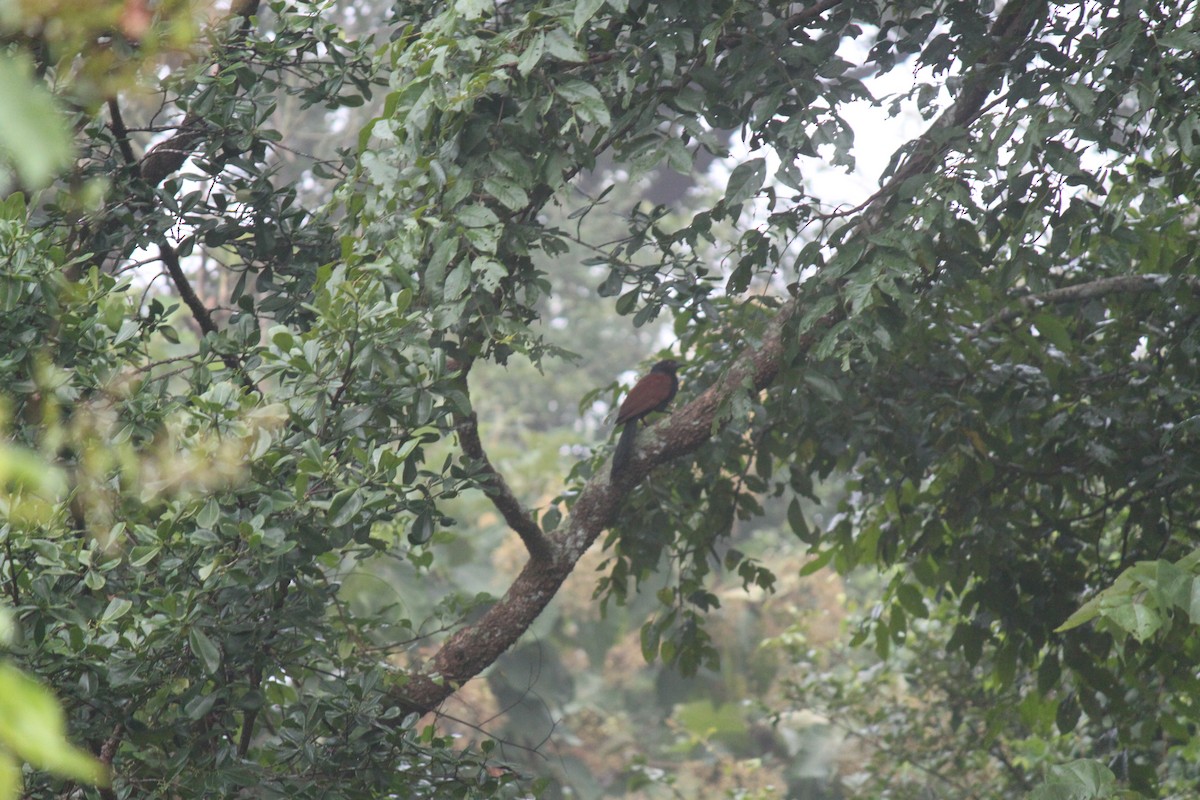 Greater Coucal - ML83633471