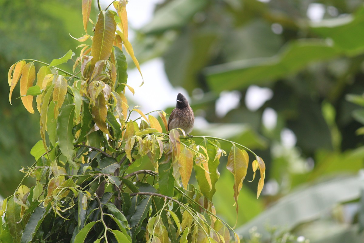 Red-vented Bulbul - ML83633521