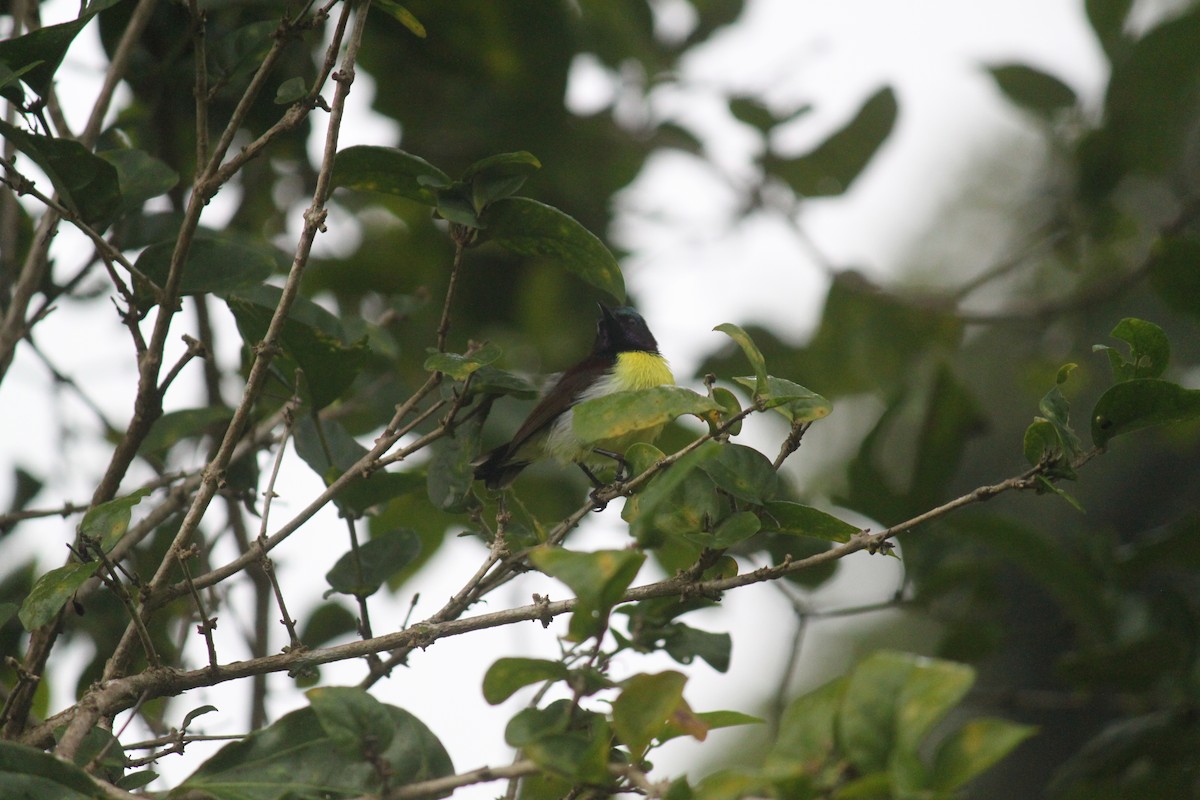 Purple-rumped Sunbird - ML83633541