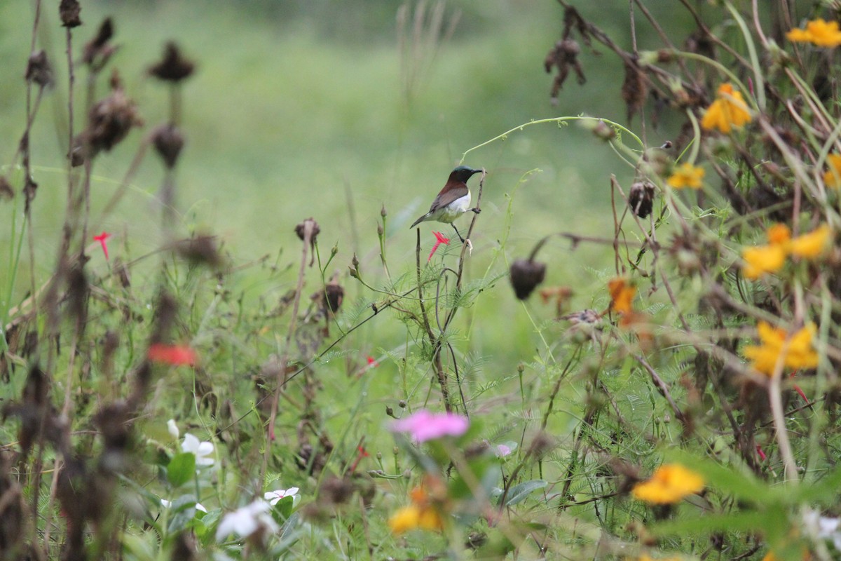 Purple-rumped Sunbird - ML83633581