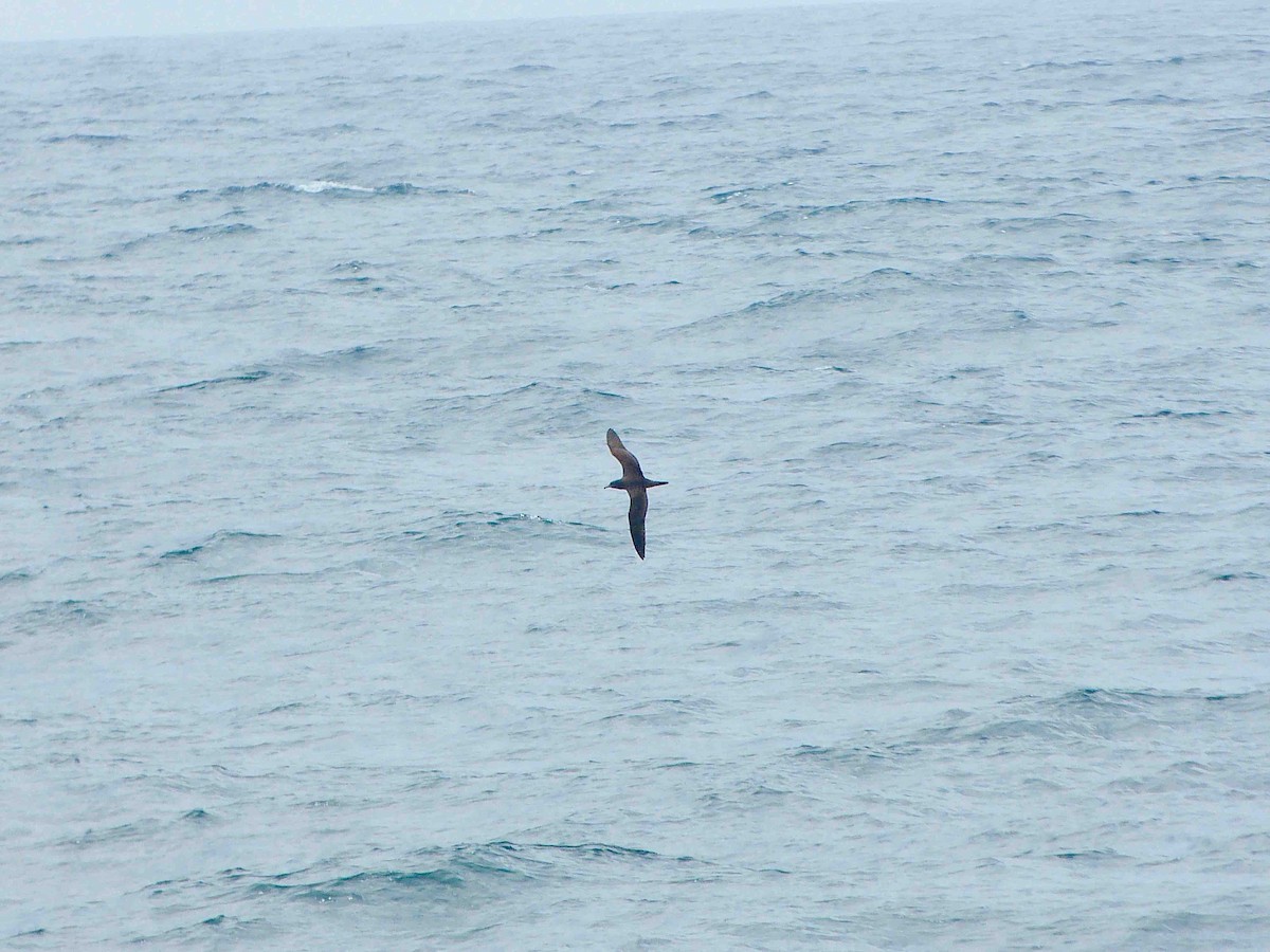 Wedge-tailed Shearwater - ML83633891