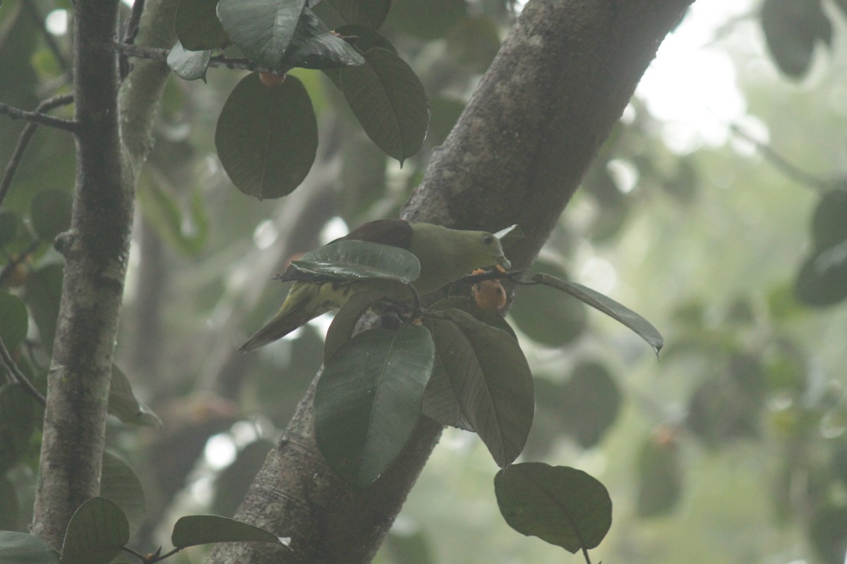 Gray-fronted Green-Pigeon - ML83634581