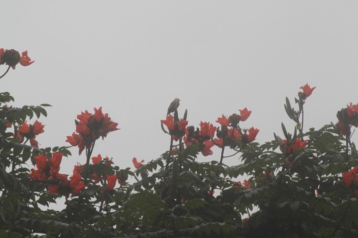 Malabar Starling - ML83634681