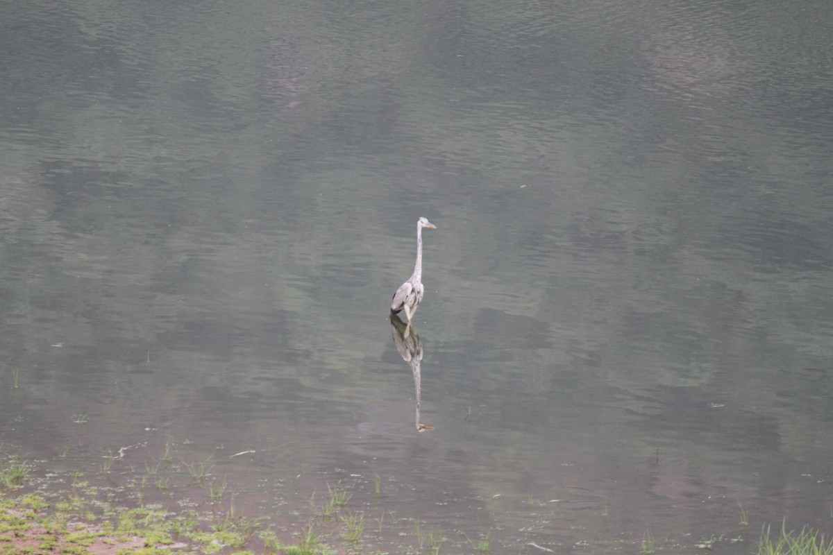 Gray Heron - ML83634781