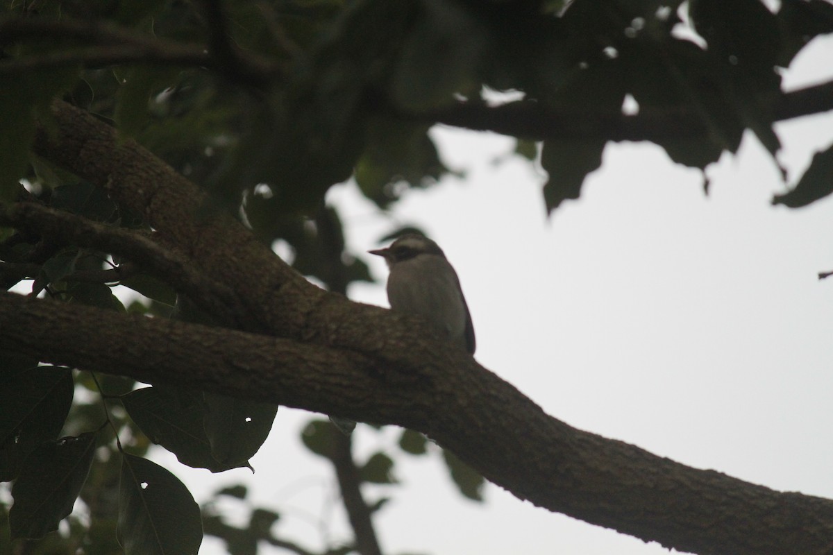 Common Woodshrike - ML83634901